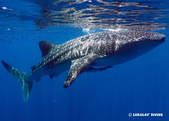 photo and video diving in Nosy Be